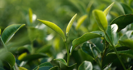 Wall Mural - Green tea tree fresh leaves in eco herbal farm. Tree tea plantations in morning sun light. Freshness herbal natural garden farmland. Drinking organic relax heath plant. Green tea tree in farm