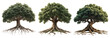 © Putra - Majestic tree set isolated on transparent background with strong roots and lush foliage nature and growth