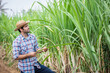 © kamonrat - Proud Farmer Standing in Sugarcane Field, Observing Growth and Health of Crops, Reflecting on Agricultural Success and Sustainable Farming Practices