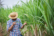 © kamonrat - Proud Farmer Standing in Sugarcane Field, Observing Growth and Health of Crops, Reflecting on Agricultural Success and Sustainable Farming Practices