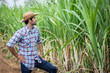 © kamonrat - Proud Farmer Standing in Sugarcane Field, Observing Growth and Health of Crops, Reflecting on Agricultural Success and Sustainable Farming Practices