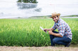 © kamonrat - Young Farmer Crouching in a Lush Green Field, Holding a Tablet and Smiling, Symbolizing the Integration of Digital Technology in Modern Agriculture for Improved Crop Management and Sustainability