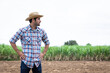 © kamonrat - Proud Farmer Standing in Sugarcane Field, Observing Growth and Health of Crops, Reflecting on Agricultural Success and Sustainable Farming Practices