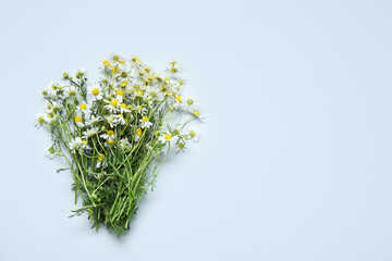 Wall Mural - Bunch of fresh chamomile flowers on light background