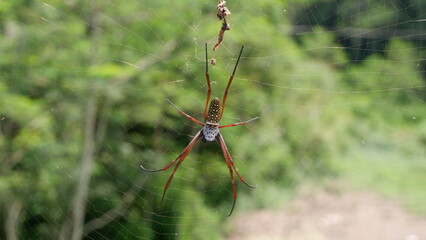 spider on the web