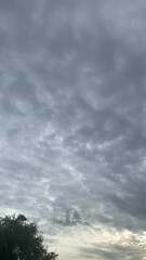 Wall Mural - picture of morning nature view..gloomy sky above the trees.