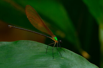Wall Mural - A beautiful green metallic damselfly vestalis luctuosa perches on a green leaf, natural bokeh background	