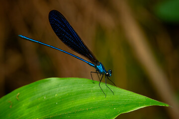 Wall Mural - Nila flashwing (Vestalis luctuosa), beautiful green metallic damselfly perches on a green leaf, natural bokeh background	