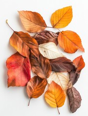 Sticker - Multi-colored leaves on white