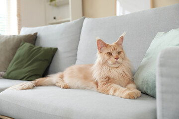 Sticker - Cute Maine Coon cat lying on sofa in living room at home