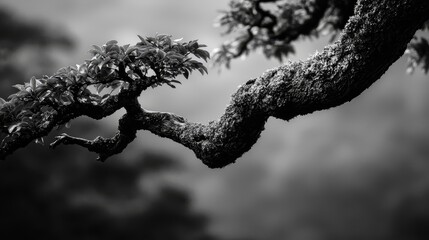 Wall Mural -  A tree branch, monochrome-depicted with moss, against a cloud-filled backdrop