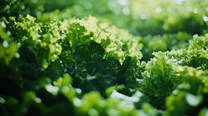 Canvas Print - Growing Lettuce Field