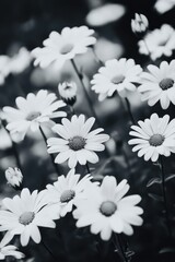 Wall Mural - Black and White Daisies