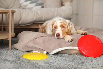 Poster - Cute Australian Shepherd dog with frisbee lying at home