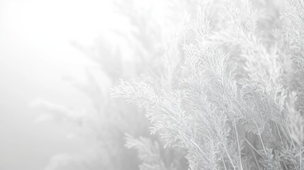 Wall Mural - abstract white background with natural elements for design and decoration generative ai