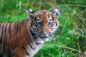 Wall Mural - tiger cub in the wild. wild cat in nature habitat