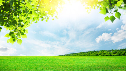 Wall Mural - summer landscape with green field and sky