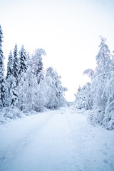 snowy winter in Rovaniemi Lapland Finland - forest covered with fresh snow