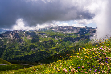 Beautiful view through flowers on a high mountain road, clouds descending on majestic mountains covered with green vegetation. Grossglockner high alpine road in summer. Austria