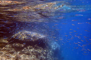 Poster - small fishes in the Red Sea Egypt