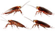 © Zalpix - A variety of cockroaches in different poses, showcasing their detailed bodies and natural appearance