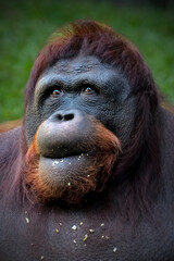 Portrait closeup of bornean orangutan