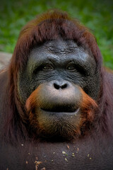 Portrait closeup of bornean orangutan