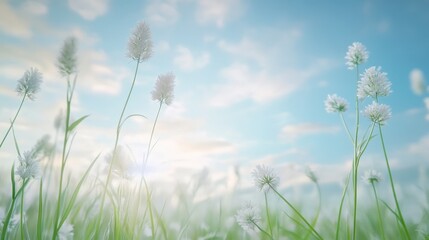 Poster - A field of white flowers with a blue sky in the background