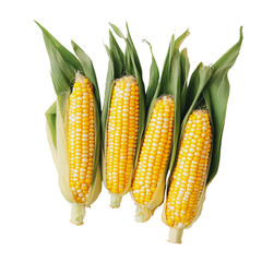 Wall Mural - PNG Green-husked corn cobs on white