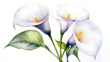 A beautiful illustration of three calla lilies with delicate petals and vibrant colors.