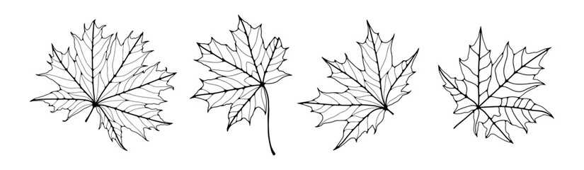 Maple leaves isolated on white background. Maple leaf outline, botanical vector illustration