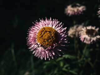 Sticker - Spring flowers in the garden