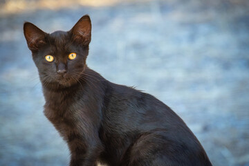 portrait d'un chat noir, en gros plan