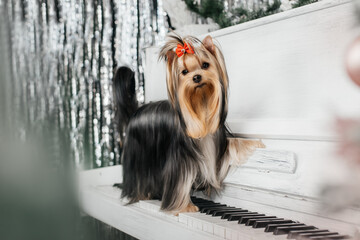 yorkshire terrier with bow hairstyle piano grand white