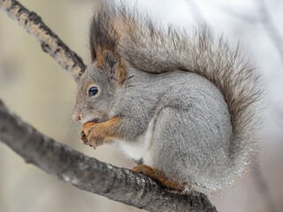 Wall Mural - The squirrel with nut sits on tree in the winter or late autumn