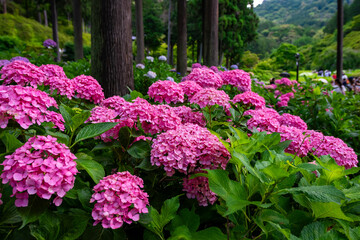 京都府宇治市の三室戸寺で見た、ピンク色の紫陽花