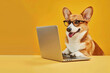 © StokHunt - A happy corgi dog with glasses is working on a laptop at a desk on a yellow background.