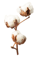 Poster - PNG Dried fluffy cotton flower branch on a beige, collage element, transparent background