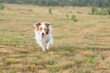 © OlgaOvcharenko - Australian Shepherd Dog Running on Grassy Field