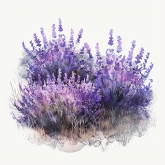 Sticker - A vibrant watercolor illustration of lavender plants in various shades of purple.