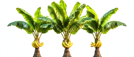 banana tree isolated on transparent background 