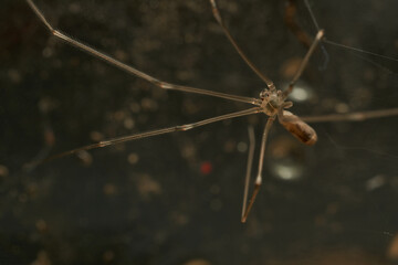 Wall Mural - a spider with thin and long brown legs