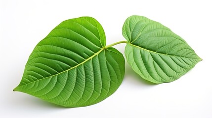 Wall Mural - green leaf isolated on white