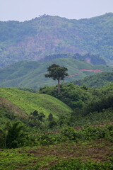 landscape with trees