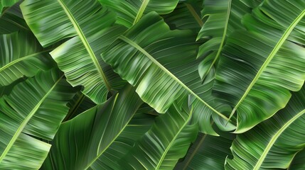 Seamless pattern background of fresh banana plant leaf