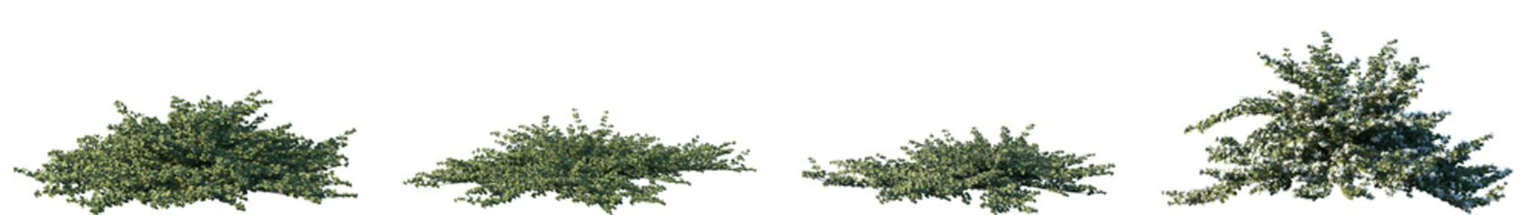 Wall Mural - Set of Correa alba (commonly known as white correa) shrub frontal isolated png on a transparent background perfectly cutout 