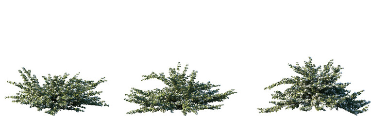 set of correa alba (commonly known as white correa) shrub frontal isolated png on a transparent back