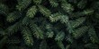 © AminaDesign - This image features a closeup of vibrant green pine branches, showcasing the unique texture of each leaf. Its perfect for nature lovers who appreciate the beauty of this serene scene
