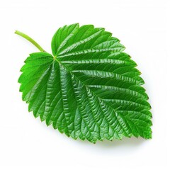 Fresh strawberry plant leaf isolated on white background