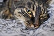 © Natalia - A striped, sick cat with green eyes lies at home on a soft blanket. Pet disease.